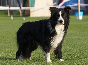 whizz001m.jpg